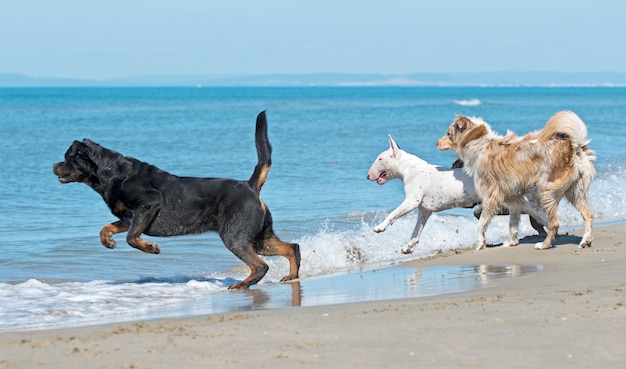 cani sulla spiaggia