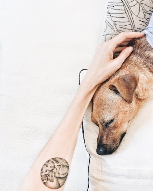 Cani tagliati che toccano il cane