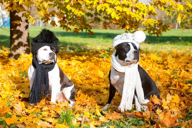 Cani vestiti con cappelli con sciarpa Ascoltare musica con le cuffie durante una passeggiata Autunno dorato brillante cani divertenti e belli in abiti