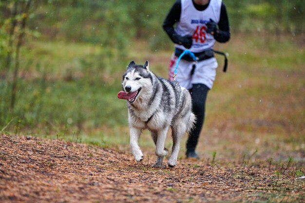 Canicross dog mushing race