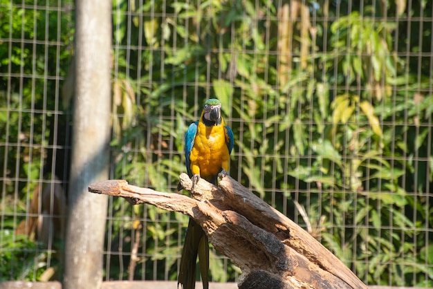 Caninde macaw, bellissimi pappagalli in un centro di riabilitazione in Brasile prima di tornare alla natura. luce naturale, messa a fuoco selettiva.