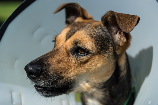 Canino con zampe ferite che indossano un collare elisabettiano sull'erba in una giornata di sole