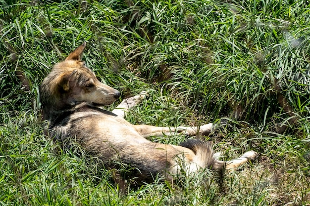 Canis lupus lupo grigio messicano allo zoo dietro una rete che lo contiene messico