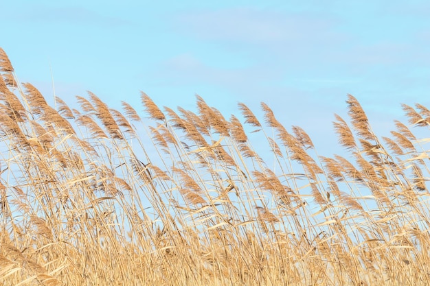 Canna comune, canne secche, cielo blu, (Phragmites australis)