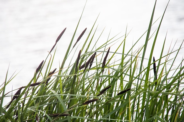 Canna con foglie verdi sul fiume