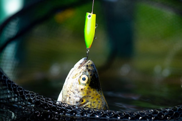 Canna da mosca e mulinello con una trota fario da un ruscello pesca a mosca per la trota pesce trota fario