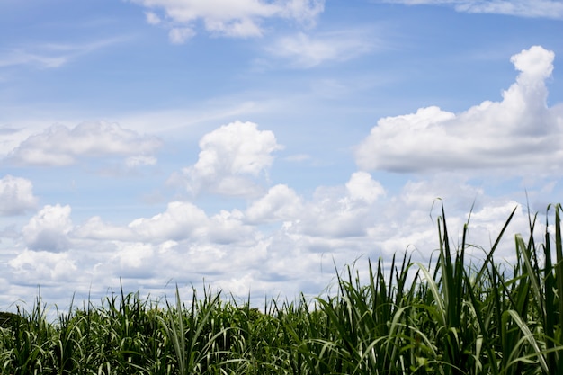 Canna da zucchero con il cielo per lo sfondo della natura.