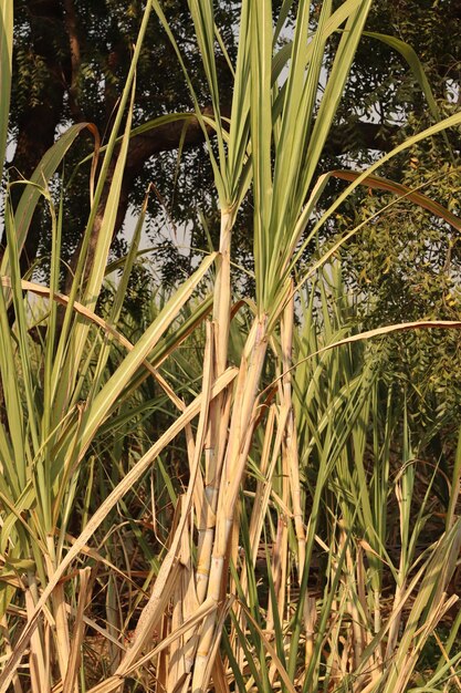 Canna da zucchero e zucchero