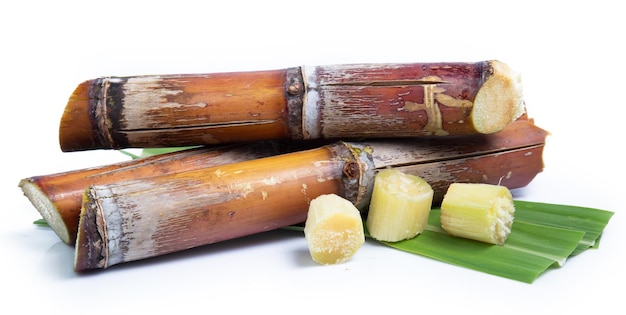 Canna da zucchero isolata sul percorso di residuo della potatura meccanica del fondo bianco