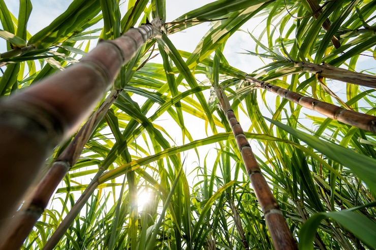 Foto canna da zucchero piantata per produrre zucchero e cibo industria alimentare