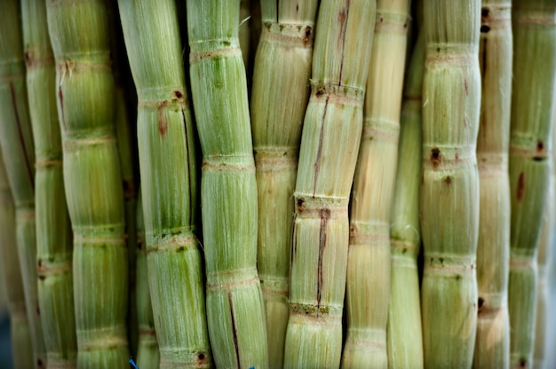 canna da zucchero sbucciata