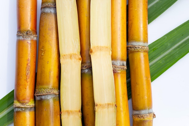 Canna da zucchero su sfondo bianco