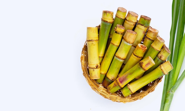 Canna da zucchero su sfondo bianco