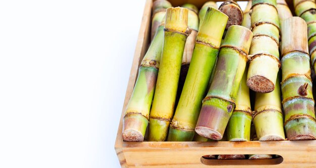 Canna da zucchero su sfondo bianco