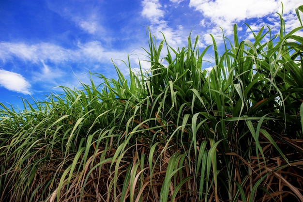 Canna da zucchero sul campo a cielo blu.