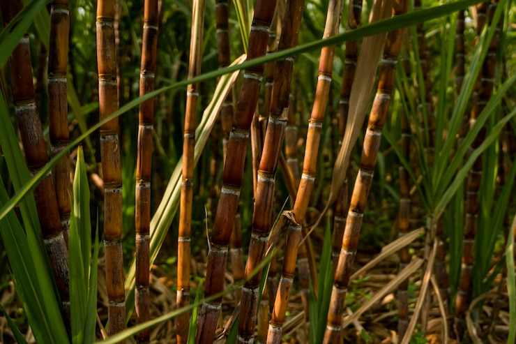 Foto canna da zucchero
