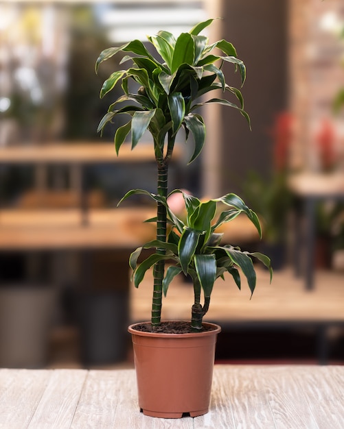 Canna di dracaena nella pentola sul tavolo