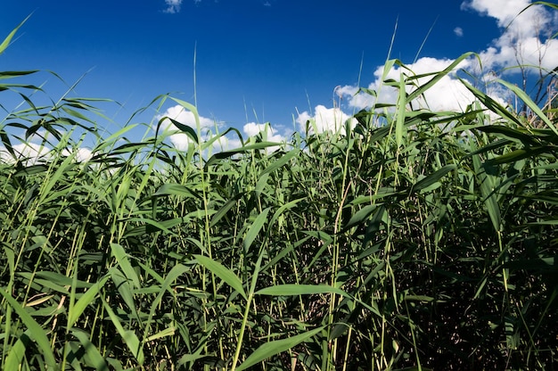 Canna di fogliame verde contro il cielo blu