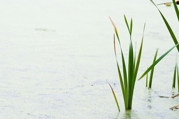 Canna e lenticchia d'acqua