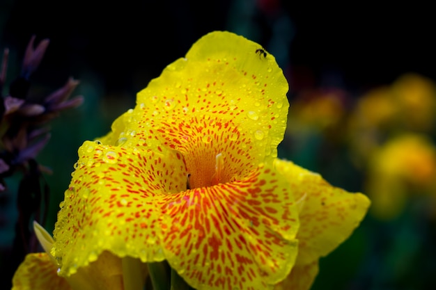 Canna Indica Flower in uno sfondo morbido