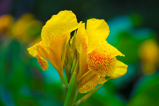 Canna Indica Flower