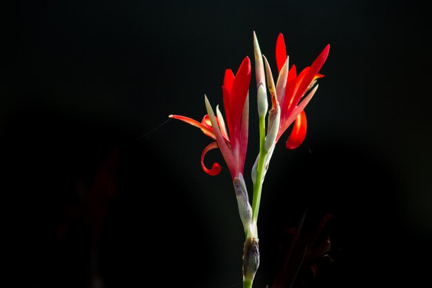 Canna Indica