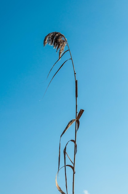 Canna isolata sotto un cielo blu