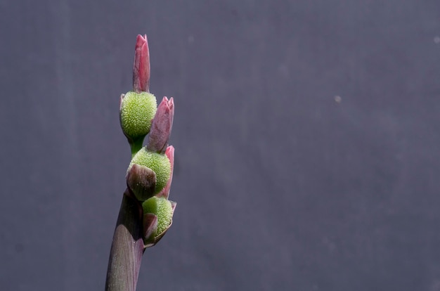 Canna o giglio di canna è l'unico genere di piante da fiore della famiglia delle Cannaceae