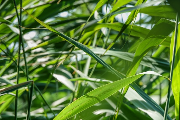 Canna palustre verde