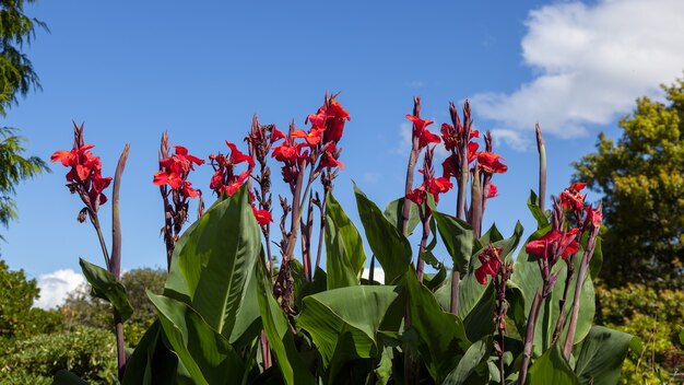 Canna x generalis fiorita in Nuova Zelanda