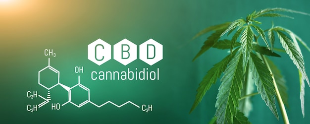 Cannabis CBD, foglia di cannabidiolo con titolo CBD e formula - Cannabis legale - banner sfondo verde. Formato banner con spazio per la copia