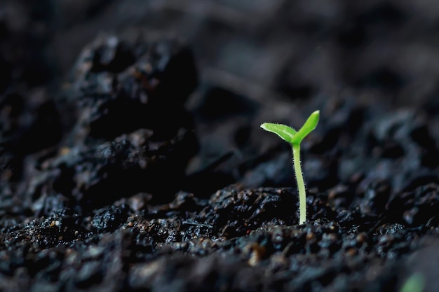 Cannabis Crescita delle piante sul terreno