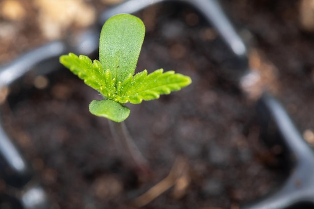 Cannabis di marijuana su sfondo sfocato