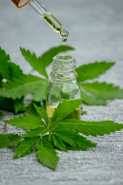 Cannabis erbe e foglie per il brodo di trattamento