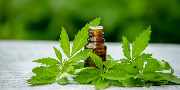 Cannabis erbe e foglie per il brodo di trattamento