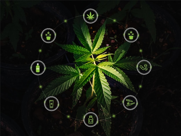 Cannabis, icona di marijuana. Set di icone di marijuana medica. Foglie di cannabis. Piante di cannabis in vaso. Droga