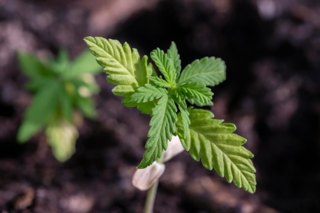 Cannabis Marijuana Marihuana Ganja Hashish Reefer in una pentola