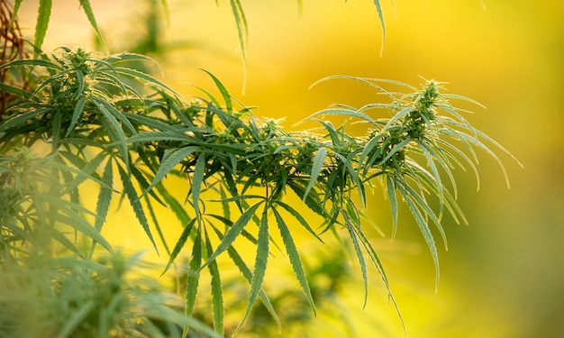 Cannabis medica, pianta, giovane germoglio su sfondo giallo.
