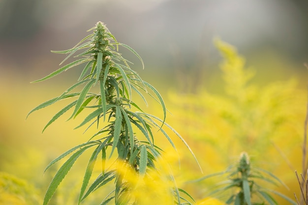 Cannabis medica, pianta, giovane germoglio su sfondo giallo.