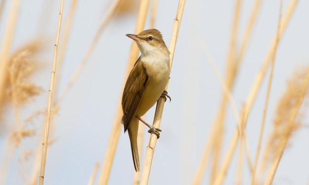 Cannaiola Acrocephalus arundinaceus Un uccello si siede su un gambo di canna vicino al fiume