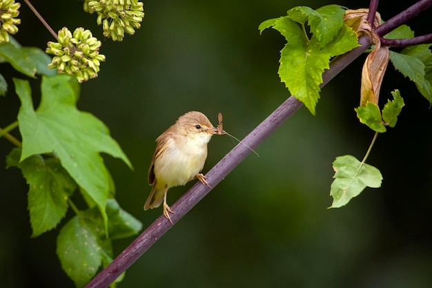 Cannaiola Blyths Acrocephalus dumetorum