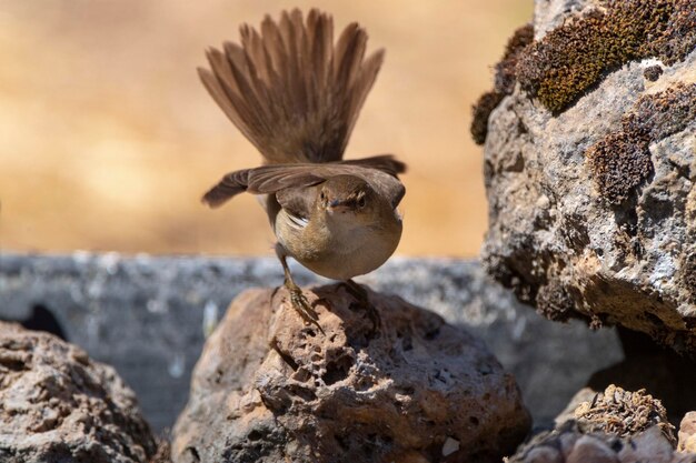 Cannaiola europea Acrocephalus scirpaceus Cordoba Spagna