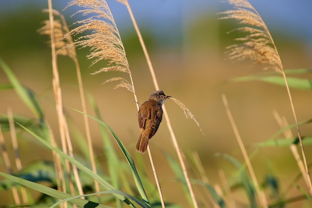 Cannaiola varia Acrocephalus arundinaceus