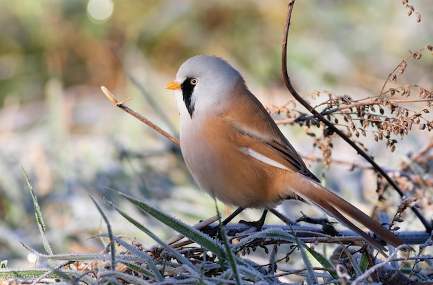 Canne barbute Panurus biarmicus Mattina gelida Il maschio siede nell'erba coperta di brina