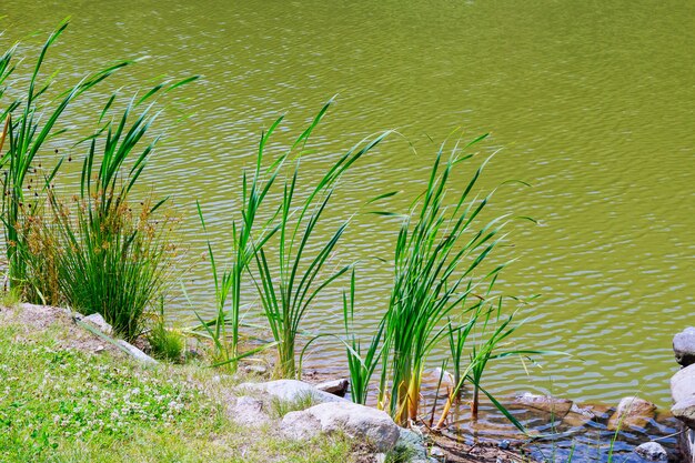 Canne che crescono nel lago