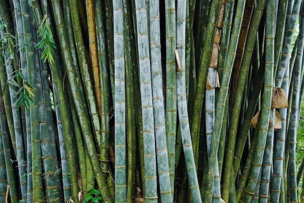 Canne di bambù gigante