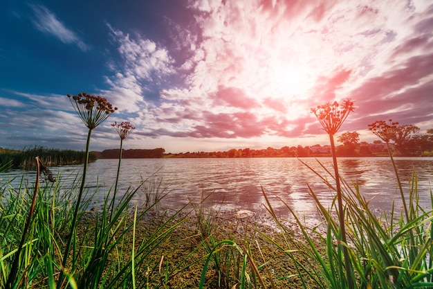 Canne e lenticchia d&#39;acqua sul fiume al tramonto