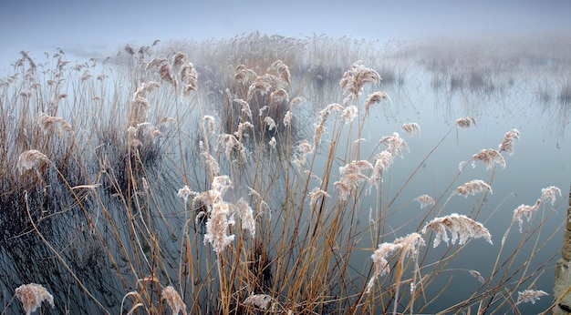 Canne e nebbia in una laguna d'acqua dolce