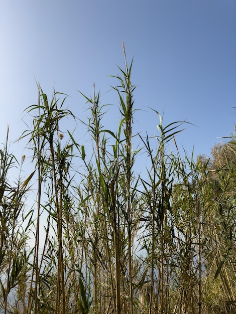 Canne e sfondo del cielo