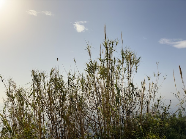 Canne e sfondo del cielo